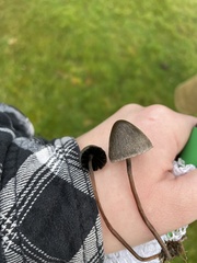 Panaeolus acuminatus