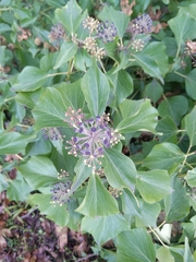 Hedera helix