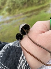 Panaeolus acuminatus