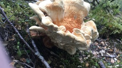 Bondarzewia kirkii