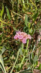 Tessaria absinthioides