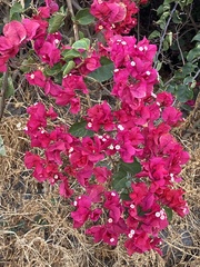 Bougainvillea spectabilis