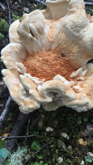 Bondarzewia kirkii
