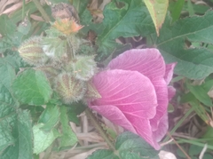 Hibiscus diversifolius