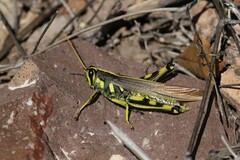 Schistocerca albolineata