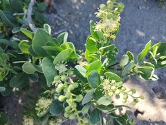 Stegnosperma halimifolium