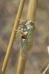 Derotettix mendosensis