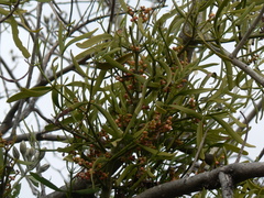 Phoradendron