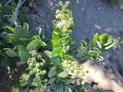 Stegnosperma halimifolium