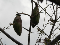 Ceiba aesculifolia
