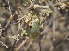 Derotettix mendosensis