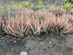 Aloe vera