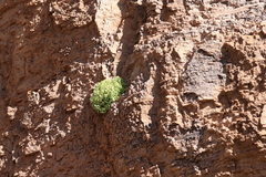 Perityle rupestris rupestris