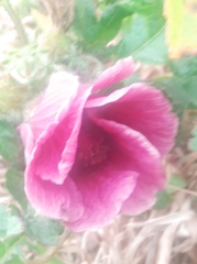 Hibiscus diversifolius