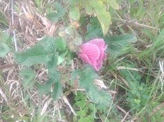 Hibiscus diversifolius