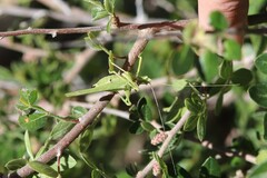 Insara elegans
