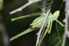 Insara elegans