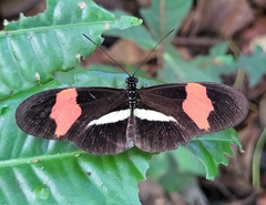 Heliconius