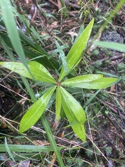 Tasmannia lanceolata