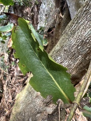 Dubautia latifolia