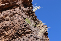 Perityle rupestris rupestris