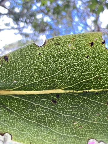 Dubautia latifolia observed 2022-11-22