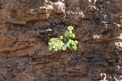 Perityle rupestris rupestris