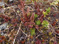 Pedicularis ornithorhynchos