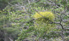 Misodendrum punctulatum