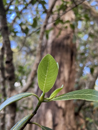 Psychotria greenwelliae observed 2022-11-22