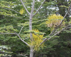 Misodendrum punctulatum
