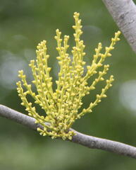 Misodendrum punctulatum