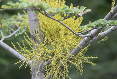 Misodendrum punctulatum