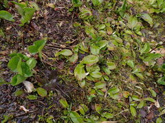 Leptarrhena pyrolifolia