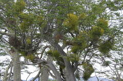 Misodendrum punctulatum