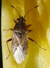 Rhypodes