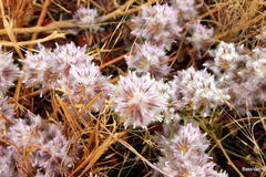 Ptilotus axillaris