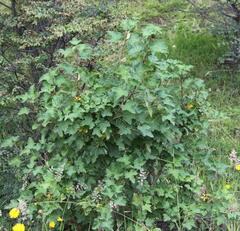Ribes magellanicum