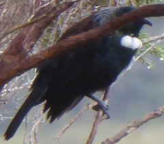 Prosthemadera novaeseelandiae