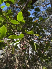 Antidesma platyphyllum