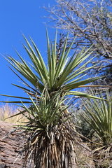 Yucca