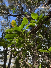 Antidesma platyphyllum