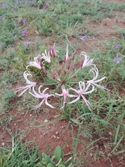Nerine