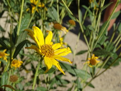 Helianthus nuttallii