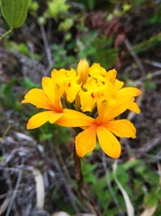 Epidendrum fulgens