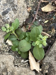 Polycarpon tetraphyllum