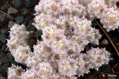 Ptilotus axillaris