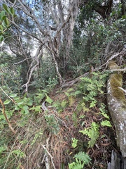 Polypodium pellucidum