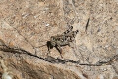 Agroecotettix modestus