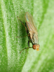 Trixoscelis pedestris